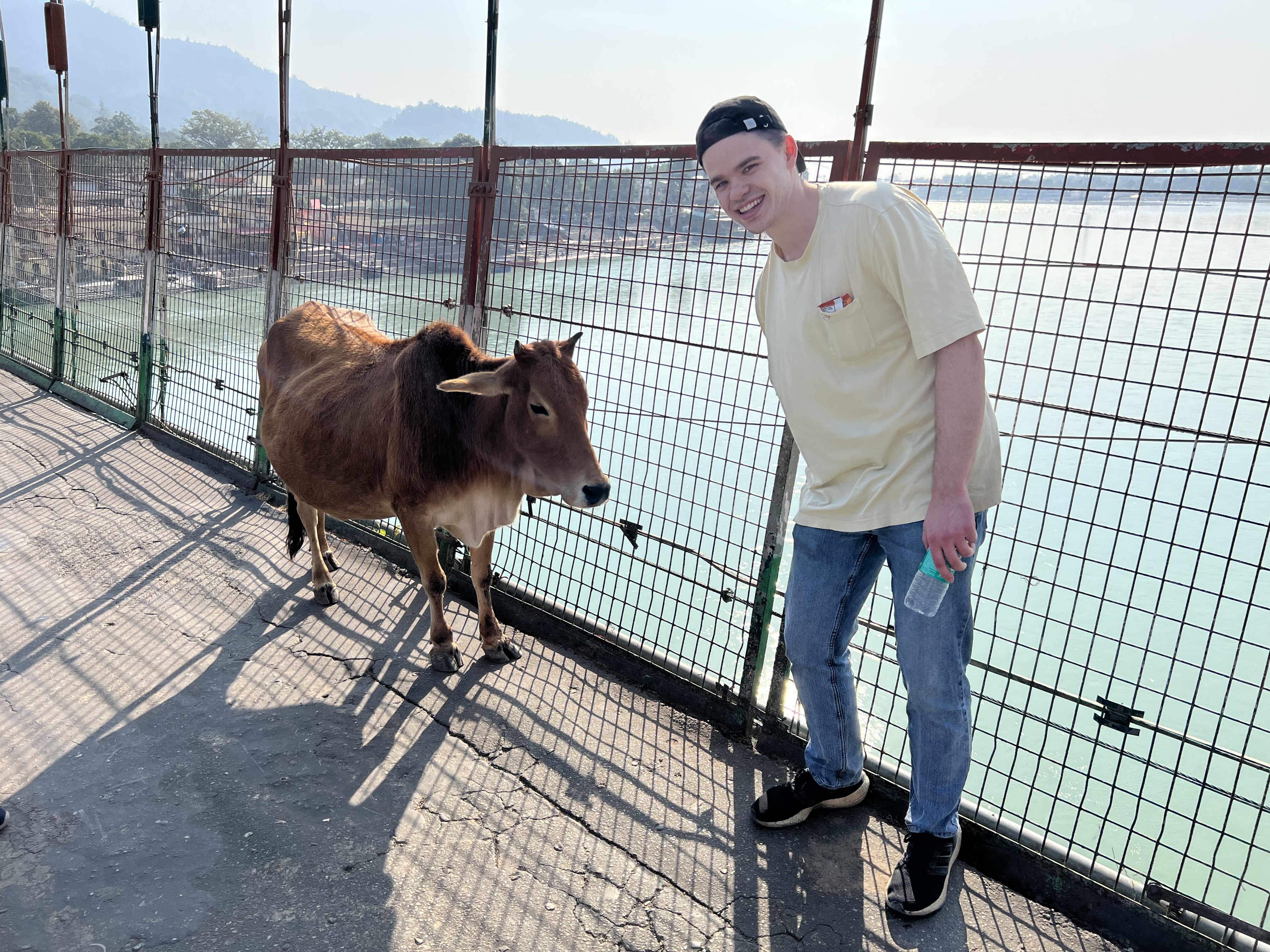 Evan with a cow on the bridge in Rishikesh